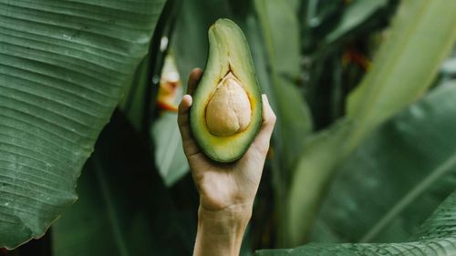 Avocado, fructul ajuns atât de cerut pe piață, încât este furat cu zecile de tone, de la producători / Grupările criminale mexicane cer fermierilor taxe pe marfa vândută