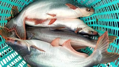 PEȘTE AFURISIT? Mănăstirea Florești, amendată cu zeci de mii de lei, fiindcă nu are autorizație sanitară veterinară pentru alimentație publică; ancheta epidemiologică este în derulare, în cazul tragediei de la spitalul de psihiatrie din Murgeni