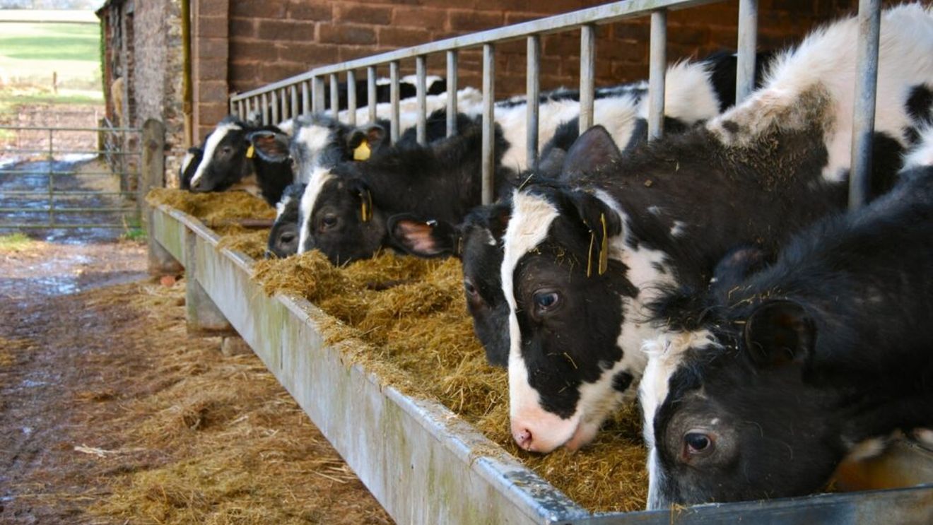 3.000 de vaci provenite din Uruguay, în stare critică/ Animalele sunt blocate de 53 de zile la bordul unei nave aflate în largul coastelor Turciei