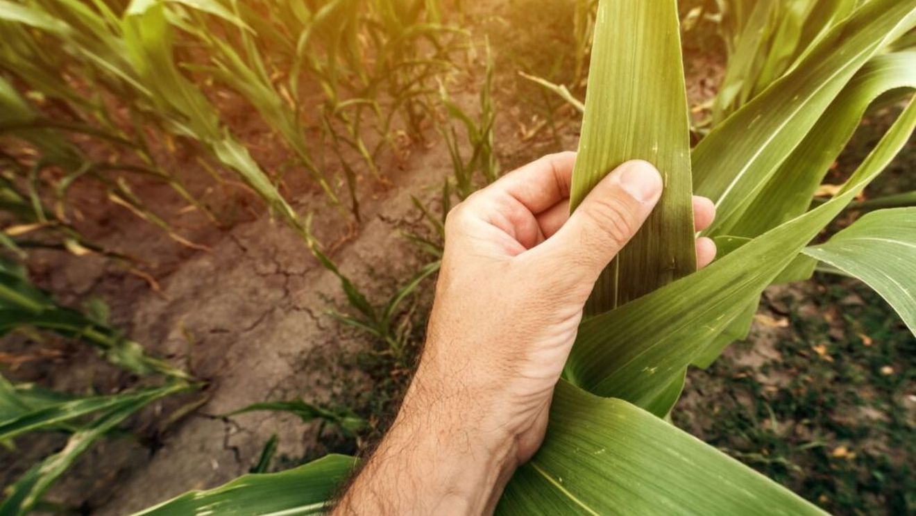 Pericolul de sezon pentru culturile de porumb / Cum pot fi prevenite și combătute arsurile solare