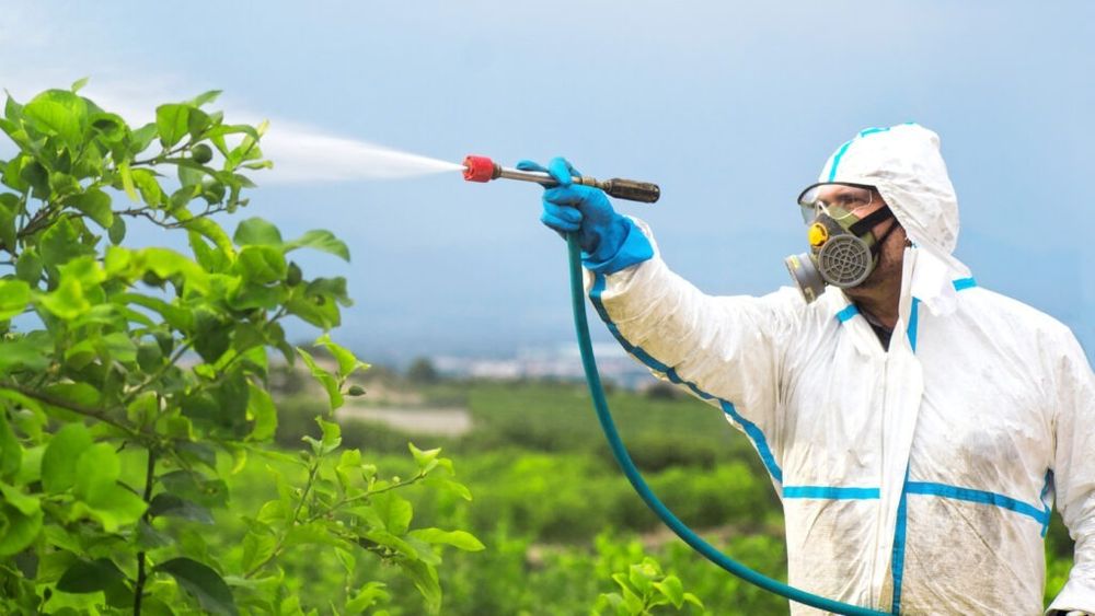 Fructele și legumele contaminate cu pesticide lasă urme vizibile în organism, arată un studiu / Cum a reacționat industria pesticidelor