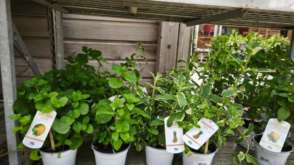 FOTO-VIDEO | Plantele aromatice, esența bucătăriei mediteraneene / Știați că există mentă cu aromă de portocală, lămâie, ananas și chiar de gin tonic sau de piñacolada?