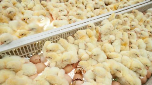 După Franța, Germania, Austria, Luxemburg și Belgia, și Italia spune Stop uciderii puilor de găină masculi. Guvernul introduce liniile directoare pentru determinarea sexului în ou