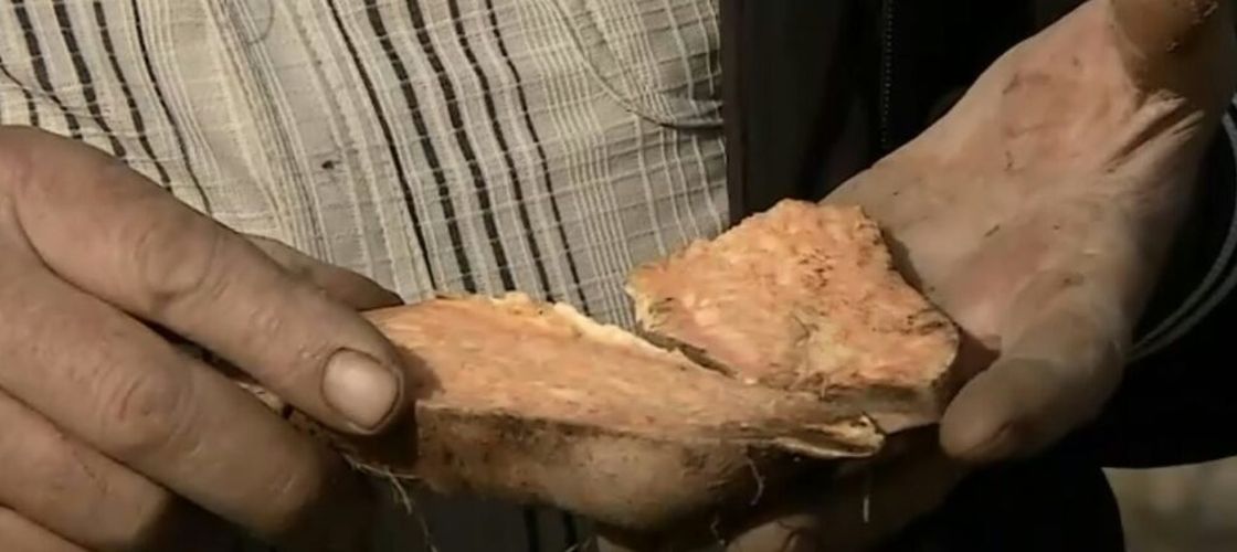 Leguma care crește în nisipul de la Dăbuleni și se coace în timp record. Noul soi are coajă roz și miez galben și ajunge la jumătate de kilogram în două luni. Cât costă kilogramul