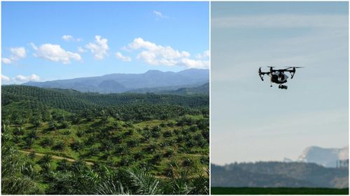 Producția de ulei de palmier: Roboții preiau unele dintre cele mai grele munci agricole din Asia