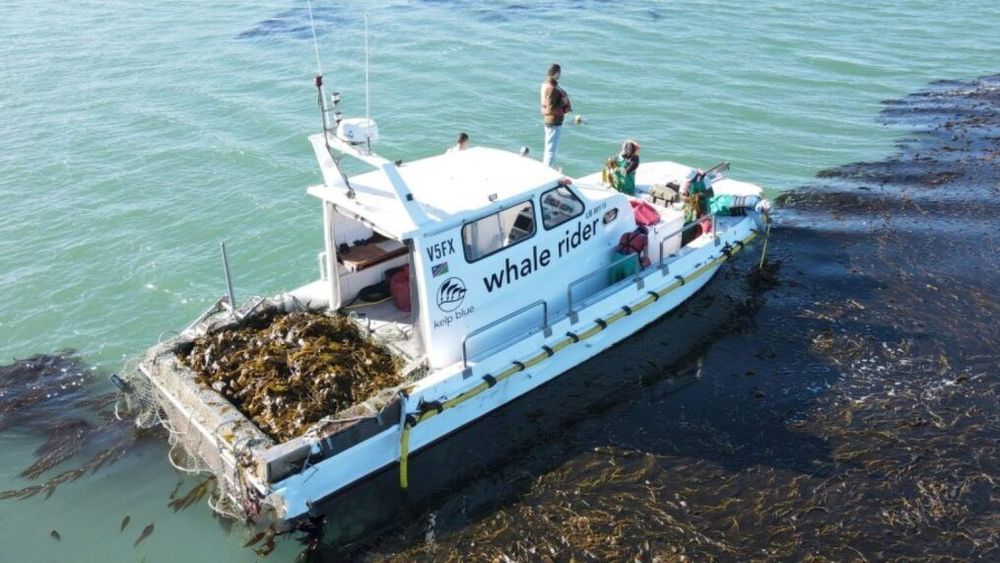 Un startup cultivă alge uriașe, care absorb CO2 și stimulează biodiversitatea locală / Plantele sunt transformate în biostimulanți pentru sol și într-o alternativă la piele
