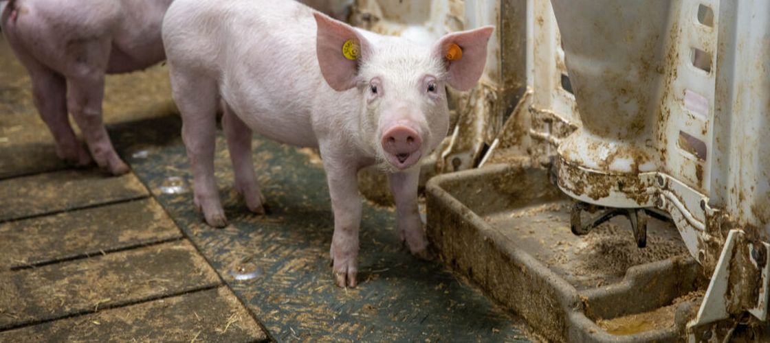 Sacrificările de porci și bovine au crescut în România. Ce s-a întâmplat cu păsările, oile și caprele