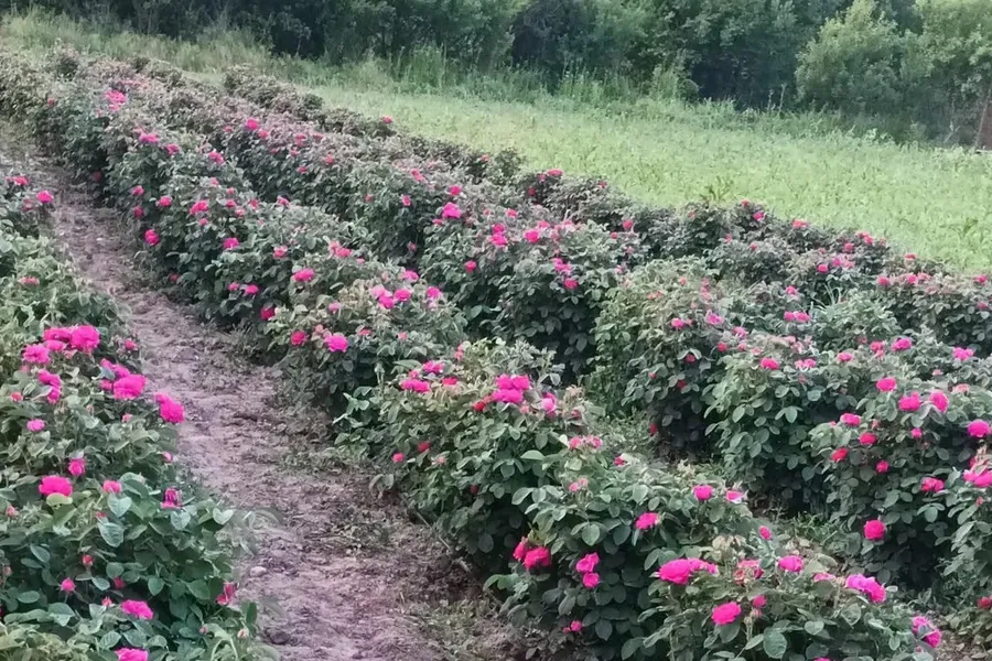 gradina-trandafiri-Rose-Rescht