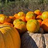 De Halloween, revine Halloweena, mandarina dovleac!/  Fructul cultivat în Spania ajunge în 5 țări