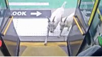 VIDEO | Pasageri surprinși în autobuz de doi „călători” neașteptați. Două capre au urcat și au făcut senzație în Portland