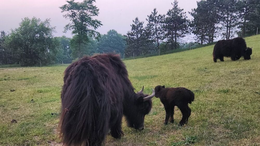 O fermă de iaci liniștită din nordul Michiganului le oferă oaspeților o „pauză de la realitate”