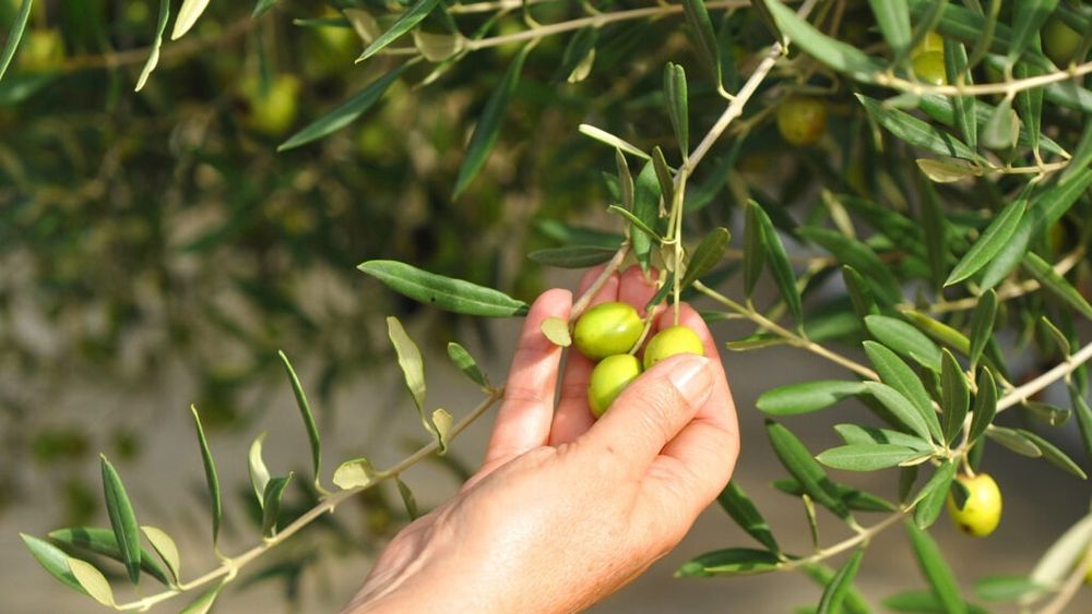 Irlanda vrea să interzică importurile din coloniile israeliene / Proiectul de lege interzice mărfuri precum măsline, portocale și curmale din teritoriile palestiniene ocupate, o premieră în Uniunea Europeană