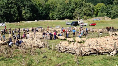 „Păstoritul în sud-estul Transilvaniei”, expoziție foto-documentară la Muzeul Carpaţilor Răsăriteni din Covasna
