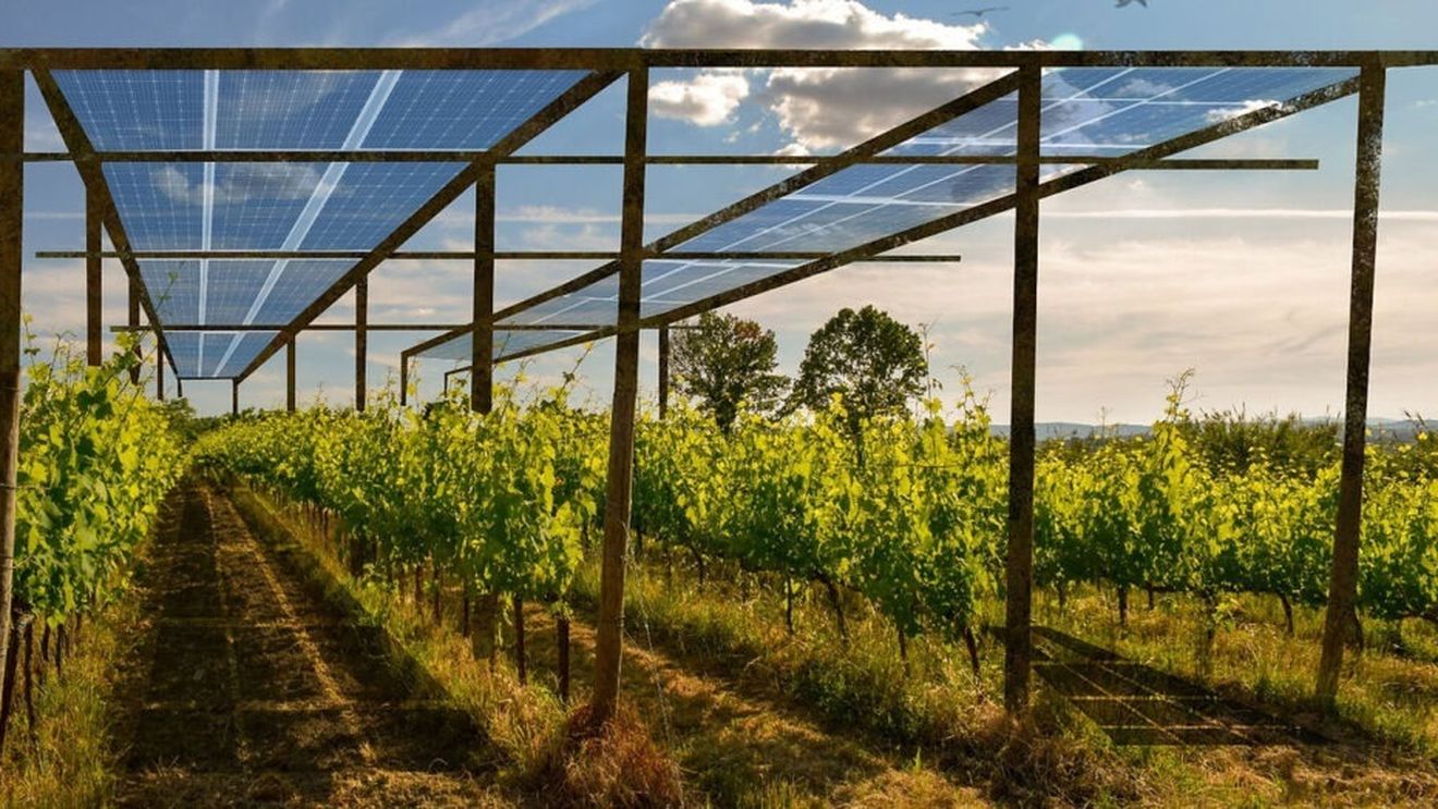 Via și panourile solare, o combinație promițătoare: Un startup a dezvoltat un sistem agrivoltaic care se ajustează automat pentru a maximiza producția de energie și struguri