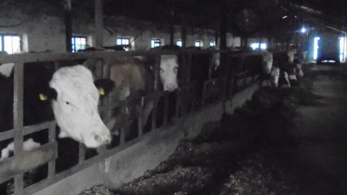 Nemulțumit de prețul primit pentru lapte, un fermier din județul Covasna caută soluții să obțină brânzeturile în ferma sa