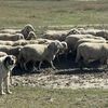 Patru focare de variolă ovină și caprină, confirmate în Tulcea. Peste 100 de veterinari verifică efectivele din județ