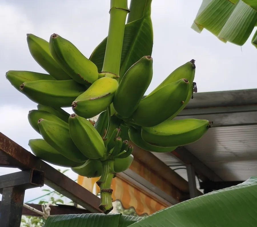 cum-cultivi-un-bananier-in-ghiveci-planta-comoda-arata-spectaculos