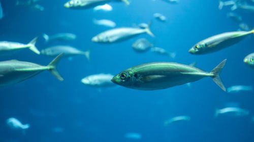 Populațiile de pești scad cu 20% pe an din cauza încălzirii oceanelor / Ce riscuri amenință populația și comunitățile de pescari (studiu)