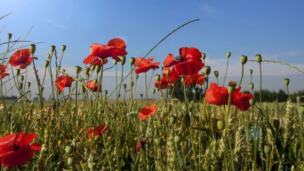 ONG: Fermierii afgani luptă să supravieţuiască după ce talibanii au interzis opiul