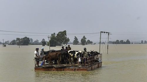 Punjab, grânarul Indiei, devastat de inundații / Agricultorii pierd recoltele, iar pagubele agricole sunt fără precedent / Recoltele distruse amenință prețurile și exporturile de orez basmati