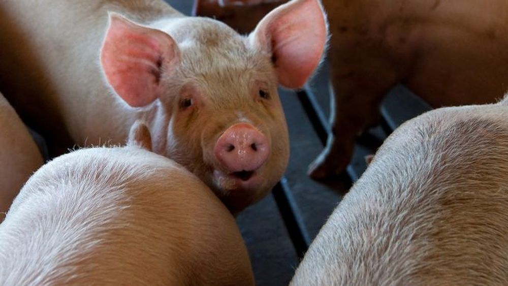 Numărul focarelor de pestă porcină africană crește vertiginos, după ce raporatele ANSVSA din intervalul mai-iunie au indicat regresul epidemiei