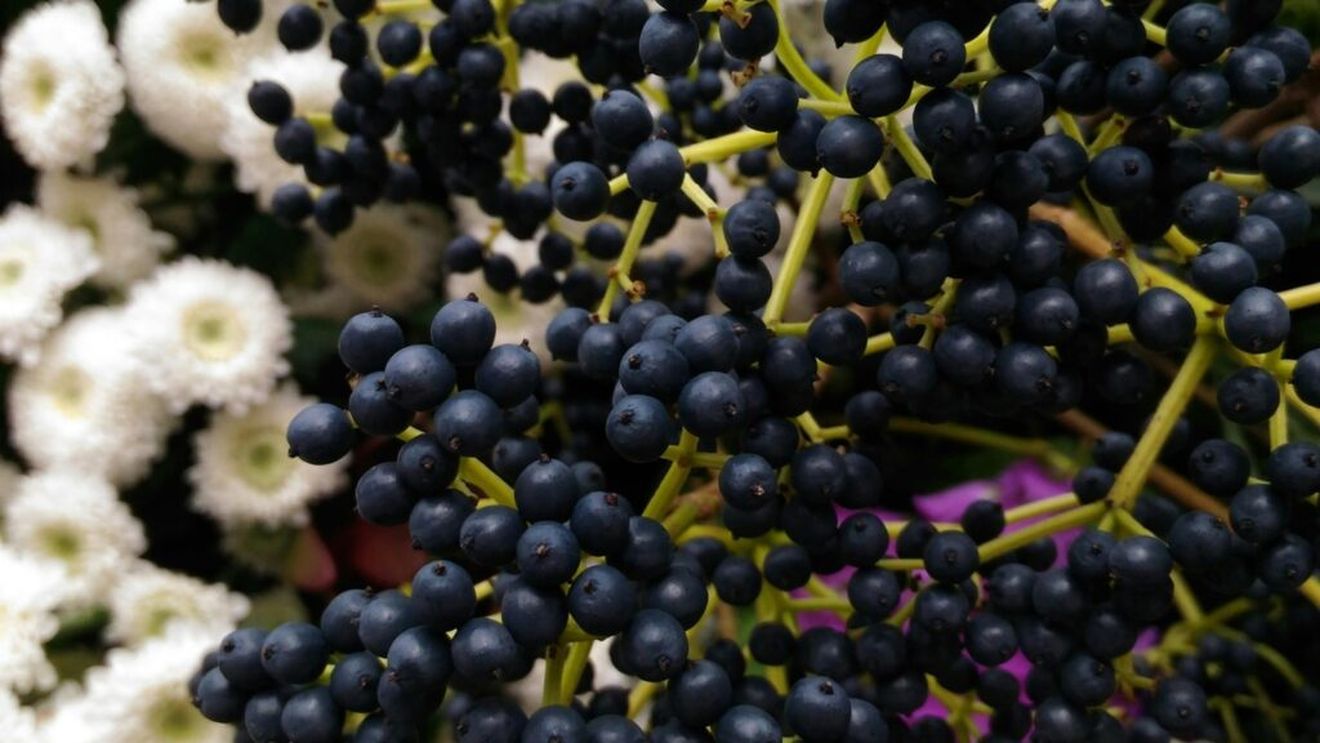 O nutriționistă explică ce se întâmplă în corpul tău când mănânci, în mod regulat, fructe de soc / Crește imunitatea, se îmbunătățește digestia, iar cancerul este ținut în frâu