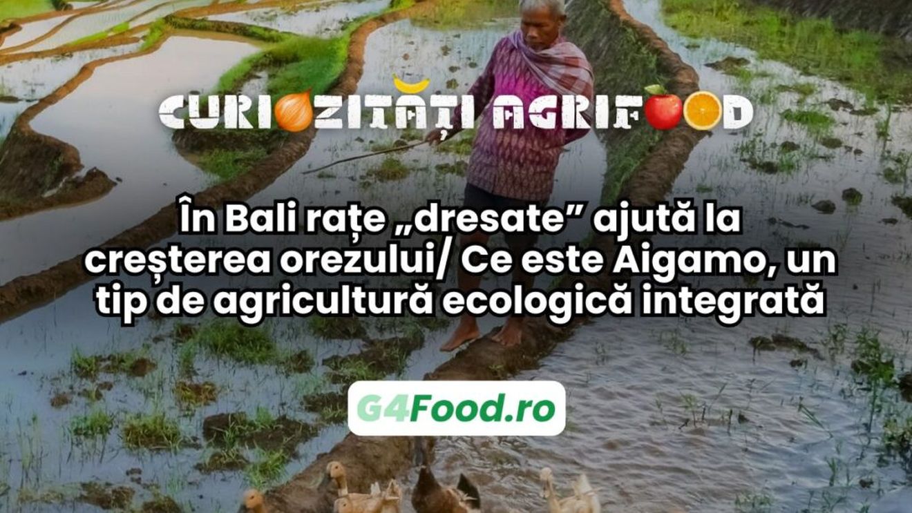 Curiozități agrifood - 15 mai | În Bali rațe „dresate” ajută la creșterea orezului/ Ce este Aigamo, un tip de agricultură ecologică integrată