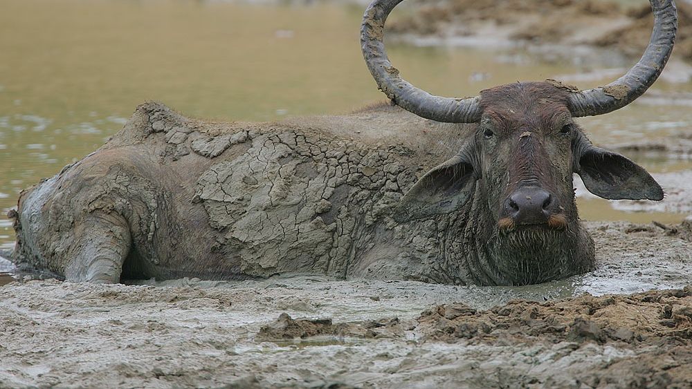 Bivolii de apă, „tractoarele vii” gigantice care readuc natura în peisaje post-industriale dezolante - BBC