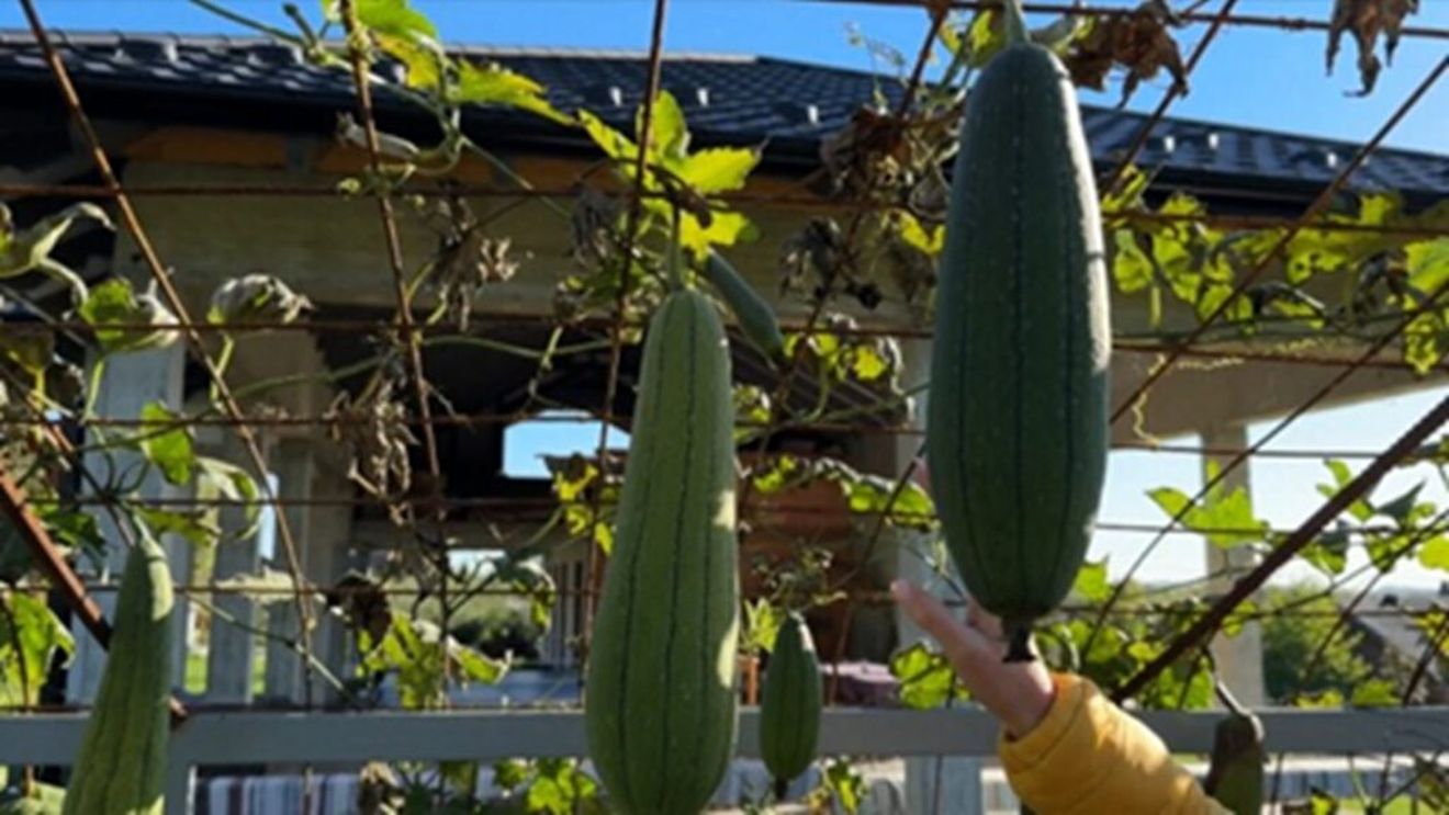 Lufa, leguma exotică din Uzbekistan care prinde rădăcini în Suceava / Este comestibilă, exfoliantă și foarte versatilă / Poate fi consumata ca atare sau transformată în burete ori chiar săpun