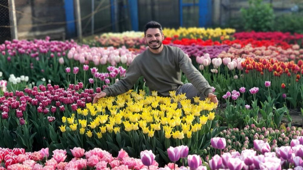 Un sibian care a lucrat în Olanda și-a deschis grădină cu lalele / Accesul în Grădina Lalelelor este liber pentru vizitatori