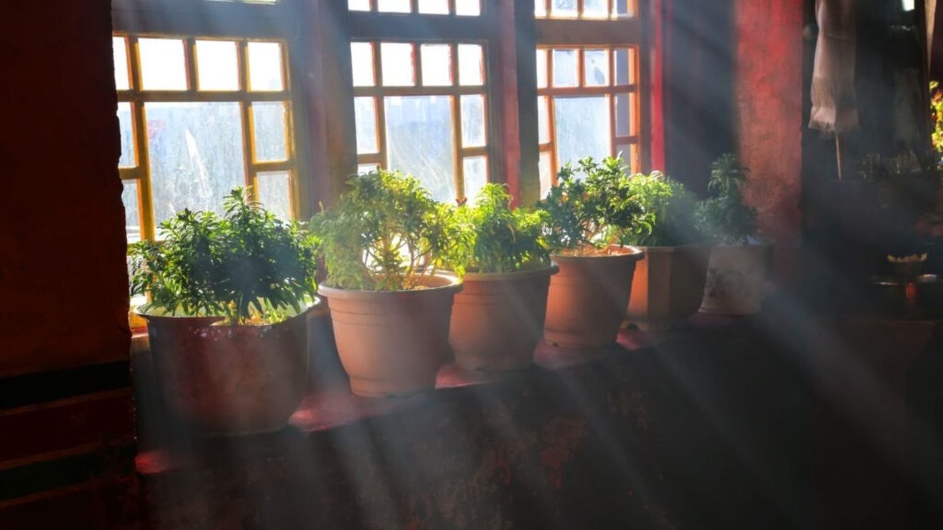 Culturile de apartament pe timp de iarnă pot asigura alimentaţia şi purificarea aerului, consideră BRGV Buzău