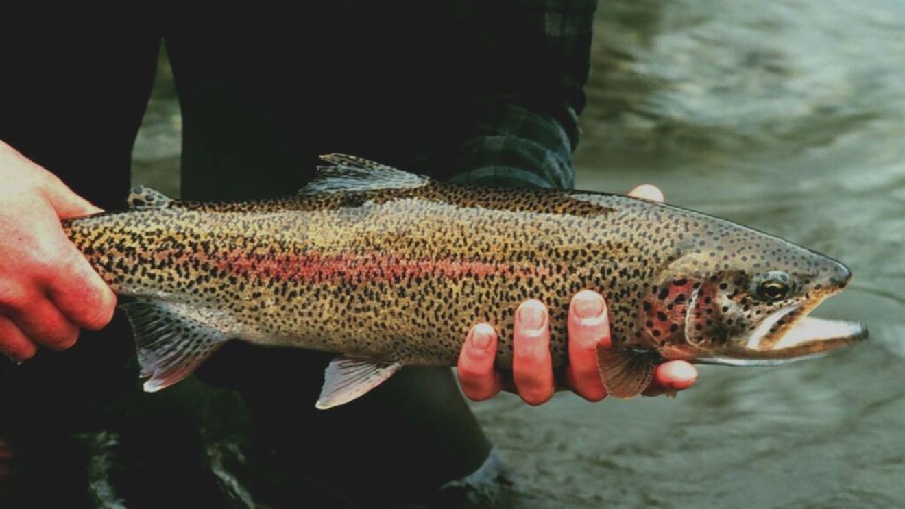 Buzău: Vânzări de păstrăv într-o zi cât într-o săptămână la prima dezlegare la peşte a postului Crăciunului