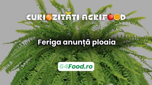 Curiozități 03 martie: Feriga anunță ploaia. Înainte de a ploua, ea își desface larg frunzele, iar dacă urmează o perioada secetoasă, frunzele ei se strâng și se răsucesc