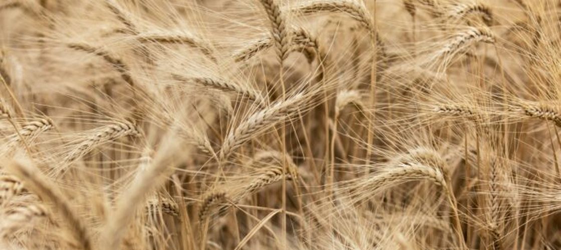 Scandal internațional: Israelul, acuzat că importă grâu furat din Ucraina; UE amenință cu sancțiuni