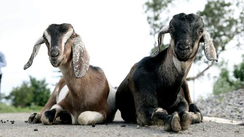 Argeș: Iezii dintr-o turmă de capre scoasă la păscut pe marginea drumului au blocat Autostrada A1