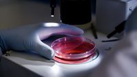 Un virus al ardeiului, transformat într-o unealtă genetică de precizie / Cercetătorii chinezi pot „opri” gene în trei săptămâni / Metoda ar putea accelera studiile pentru soiuri rezistente la boli