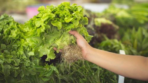 Nanoplasticele pot crește nivelul de cadmiu din salată, arată un nou studiu / Cercetătorii avertizează că particulele de plastic slăbesc apărarea naturală a plantei