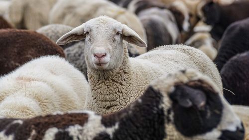 Focar de pestă ovină la o fermă comercială din judeţul Tulcea