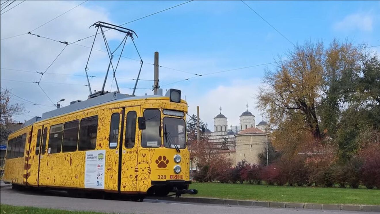 VIDEO | „Tramvaiul Responsabilității” va strânge din nou la Iași hrană și alte ajutoare pentru câinii fără stăpân
