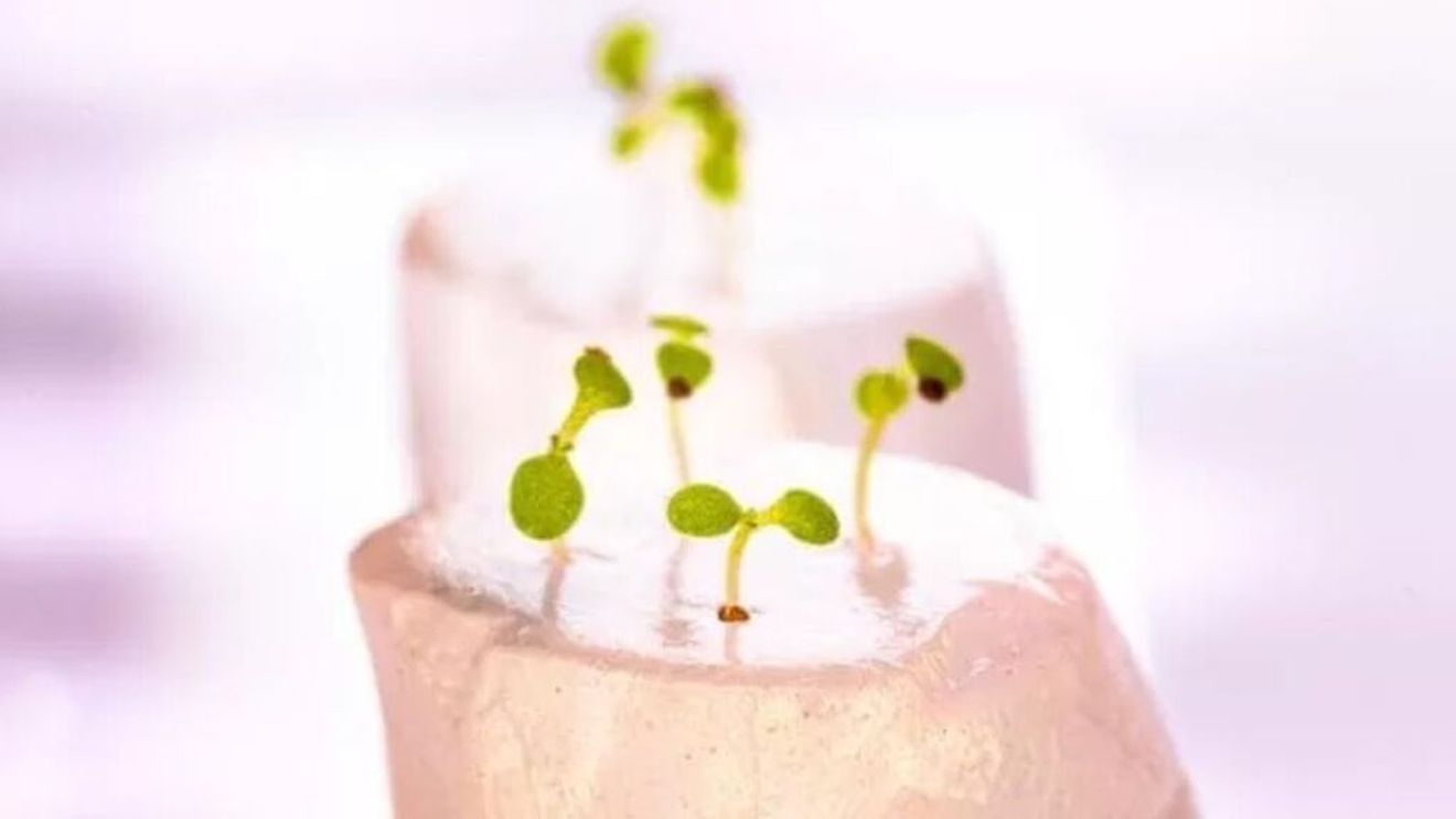 Un material biodegradabil experimental, care reține apa în proporție de până la 700% față de propria greutate a plantei, pentru culturile hidroponice. Cercetarea vizează eliminarea structurilor de plastic folosite, care poluează