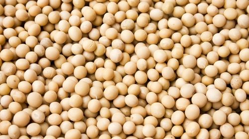 Prețul boabelor de soia din SUA atinge cel mai mare nivel, din ultimele 15 luni / Creșterea vine pe fondul speranțelor privind un acord comercial cu China