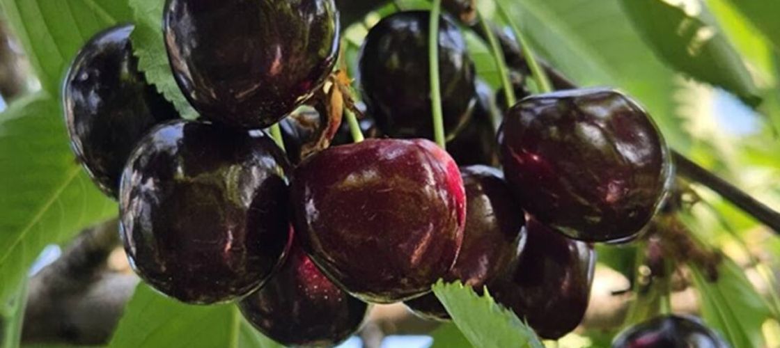 Producător de cireșe ecologice, apel disperat: „Deși producem local și bio, nu am reușit să ajungem în supermarketuri” / Proprietarul livezii ecologice din Giurgiu cere ajutorul consumatorilor pe rețelele sociale