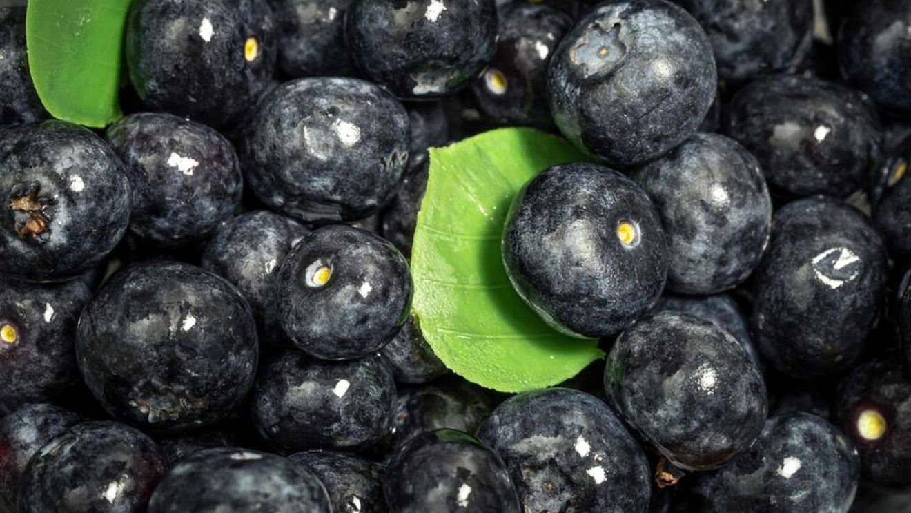 Sucul de aronia, fructul numit și „aur negru”, are efecte asupra glicemiei și tensiunii / Un nou studiu arată și un posibil rol important în echilibrul microbiomului intestinal