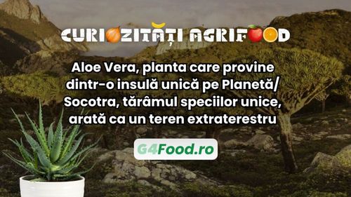 Curiozitate agri-food: Aloe Vera, planta care provine dintr-o insulă unică pe Planetă/ Socotra, tărâmul speciilor unice, arată ca un teren extraterestru