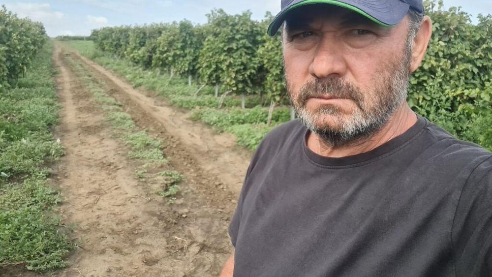 Cum controlează fermierul Dumitru Banea tripsul, lepidopterele și cicadele în viile de la Valul lui Traian: „Cu un plan de tratament bine programat, am reușit să gestionăm eficient populația de dăunători”