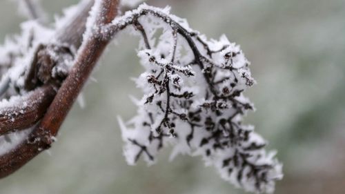 UPDATE | Pomicultorii afectați de înghețurile din primăvara lui 2025 vor primi despăgubiri / Anunțul Ministerului Agriculturii