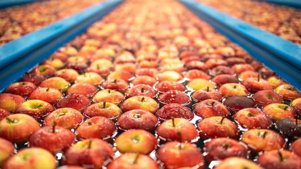 Toxiinfecții alimentare puse în legătură cu apa folosită pentru spălarea fructelor, legumelor și ierburilor aromatice în unități de procesare și ambalare / Recomandări EFSA