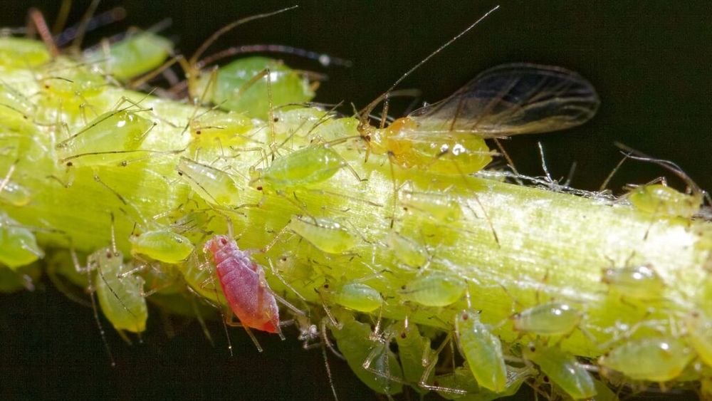 Agronom din Insula Mare a Brăilei: „În momentul ăsta nu putem să combatem afidele de pe culturi. Cu trei substanțe active omologate nu se face combaterea corectă a dăunătorilor”