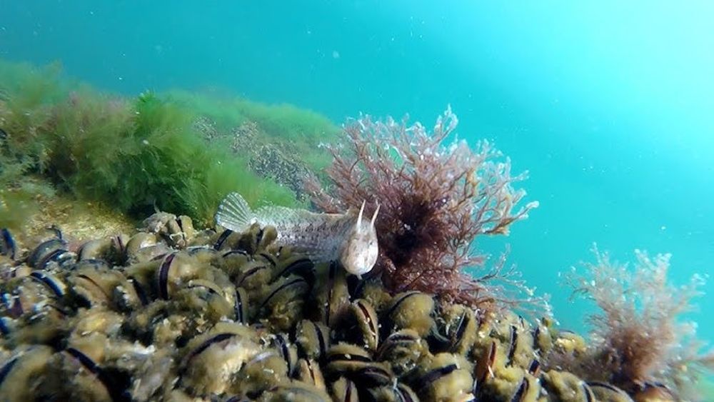 Căluții de mare, crabii și creveții revin în Marea Neagră/ Câmpia subacvatică plantată acum 4 ani începe să dea roade