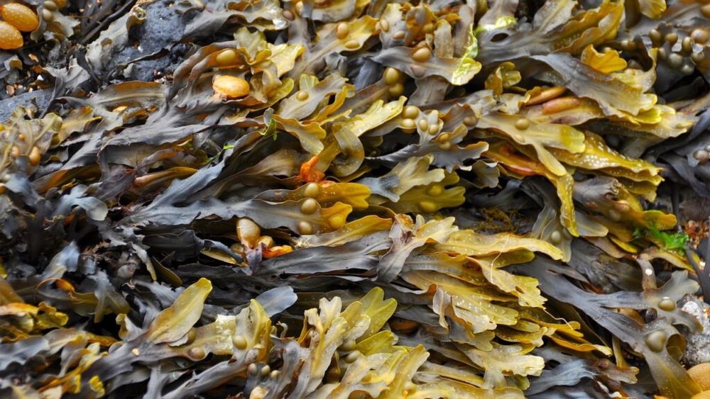 Europa dezvoltă pesticide verzi din zaț de cafea și alge marine pentru a proteja culturile-cheie / Cartofii, roșiile și bananele,  primele culturi vizate